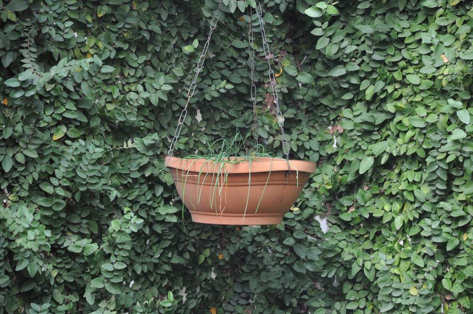 Ivy Leaf Plant