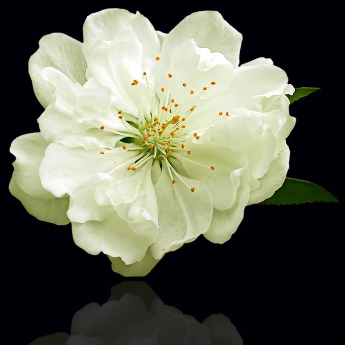Flower Plant Petal