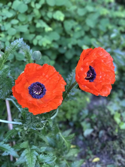 red poppies are big and unusual