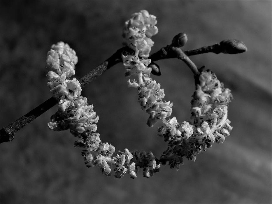 Bud Branch Tree