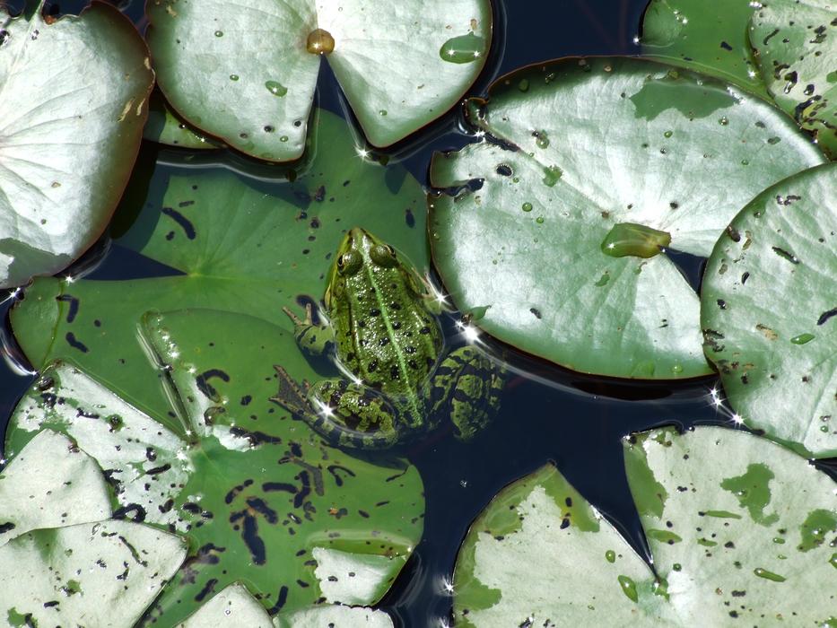 the plants in the lake are beautiful