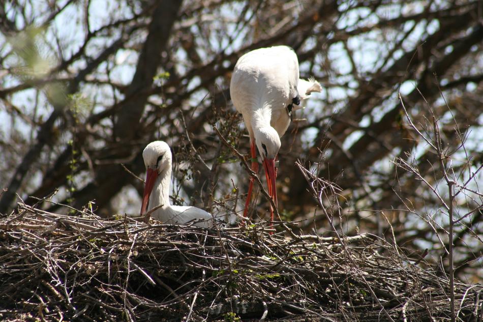 Nature Wildlife Animal