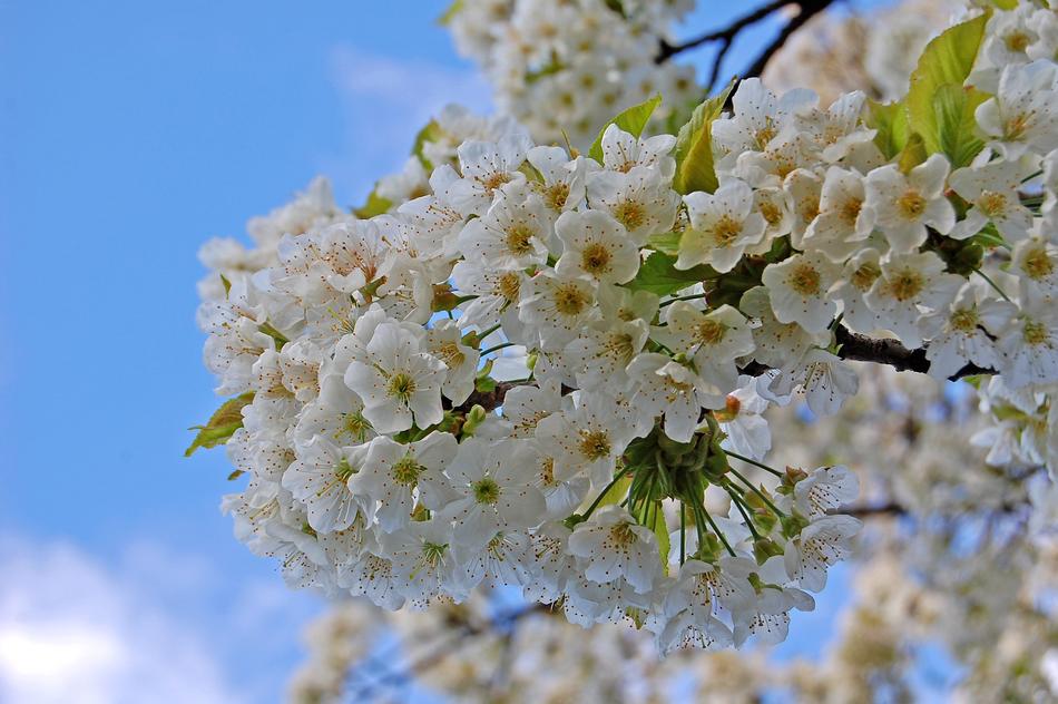 Flower Flora Nature