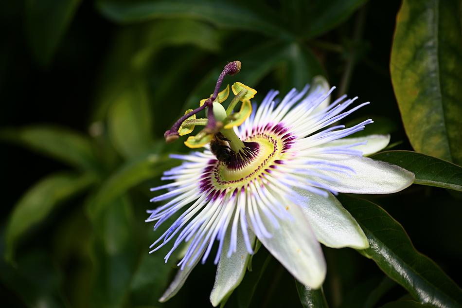 a magnificent flower is beautiful