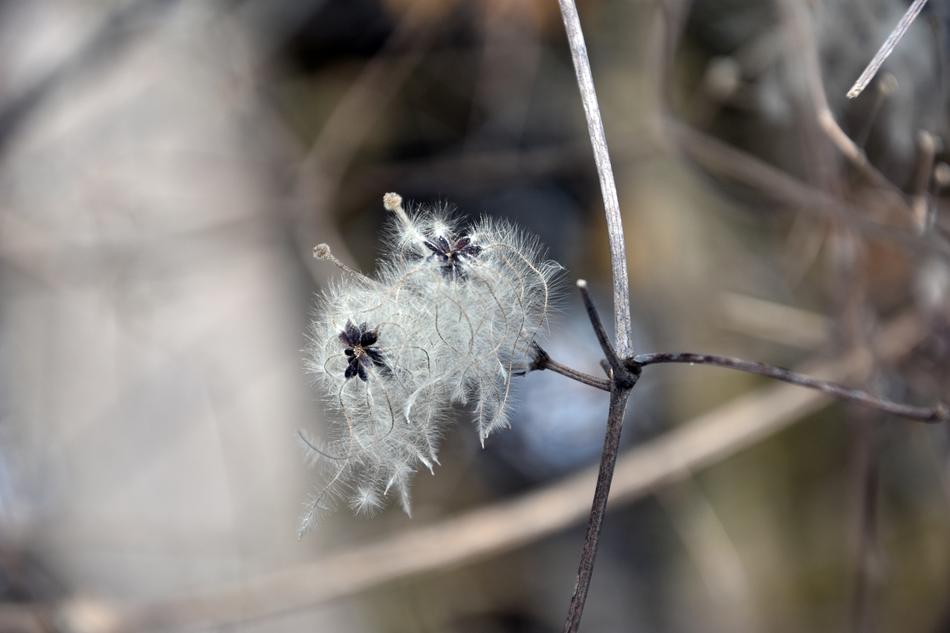 Nature Frost Spring