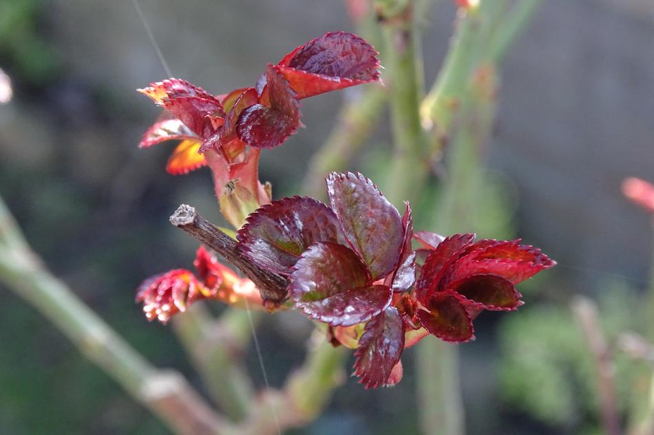 Nature Plant Outdoor No