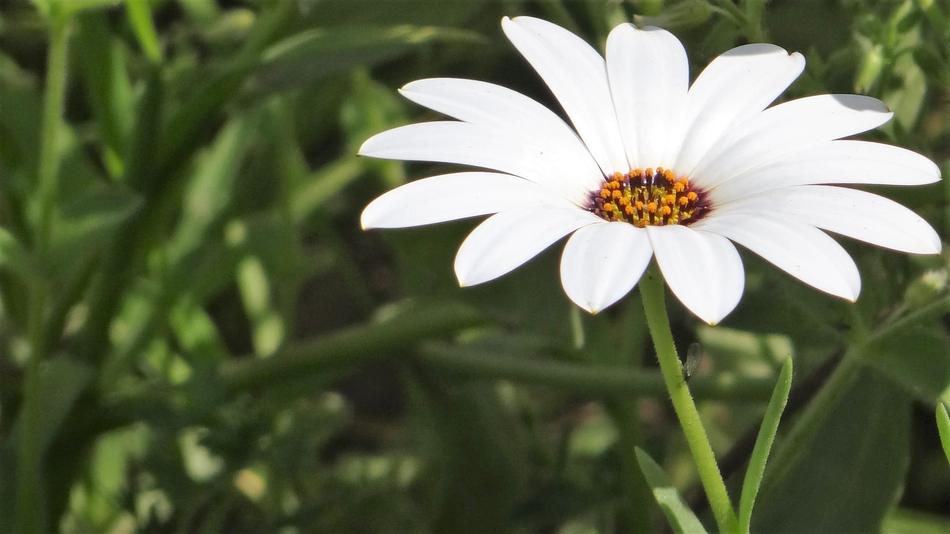 White Flower Nature