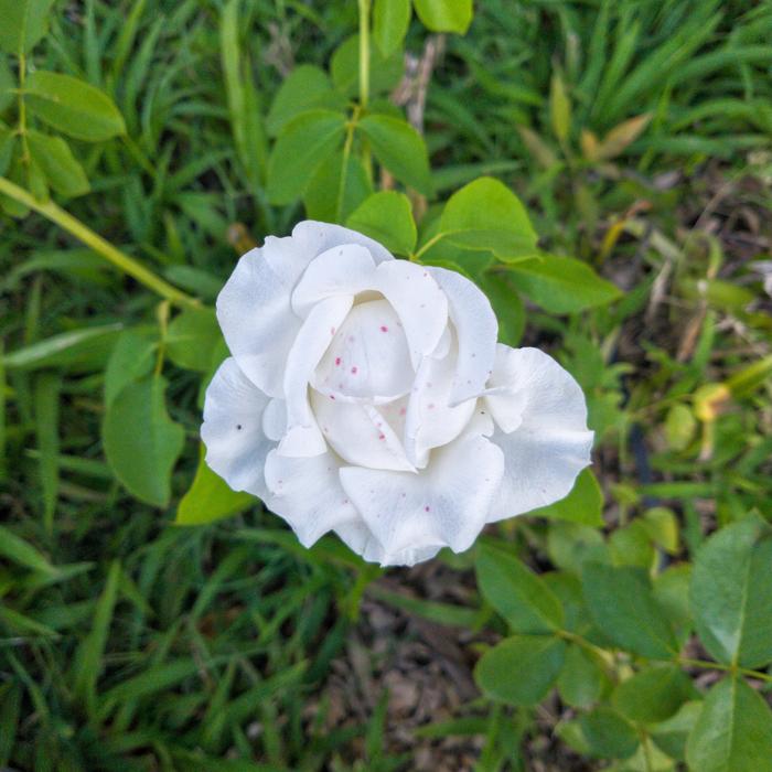 Flower Flora Nature