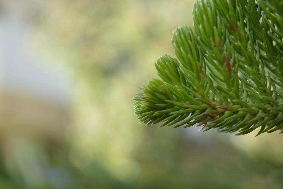 Nature Outdoors Green