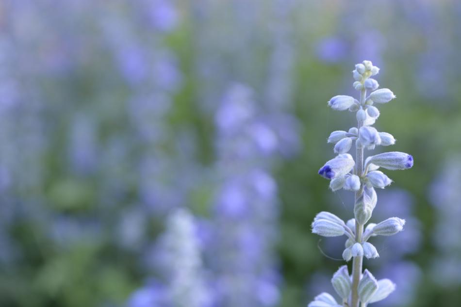 Flower Blue Small