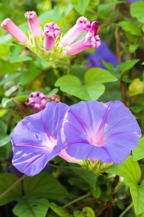 Spain Mallorca Flower