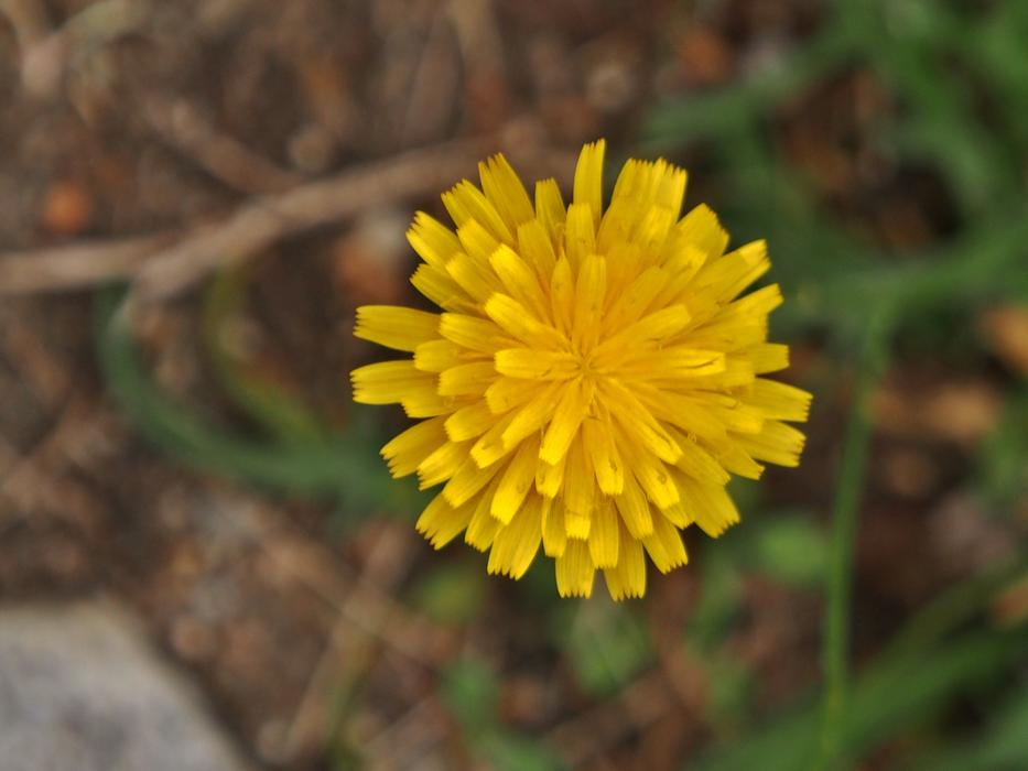 yellow flower plant in the forest