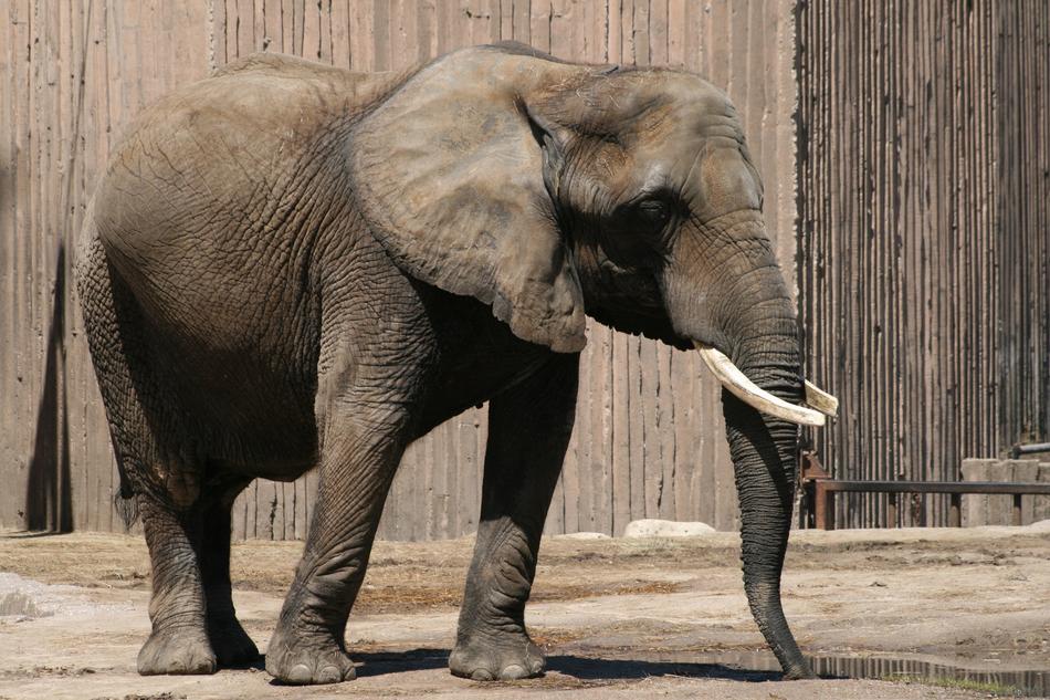 Elephant Wildlife Mammal