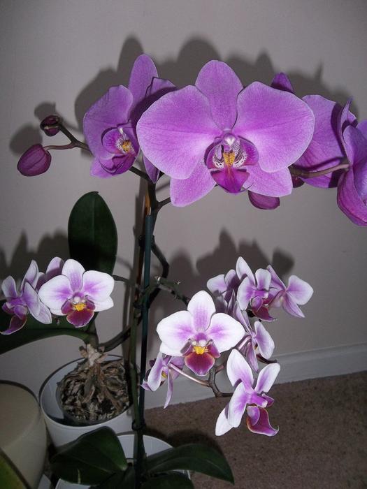 Orchids Flower Flora