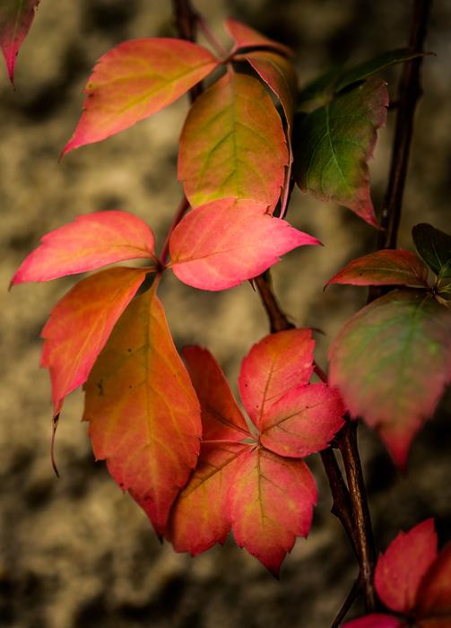 Autumn Leaves Trees