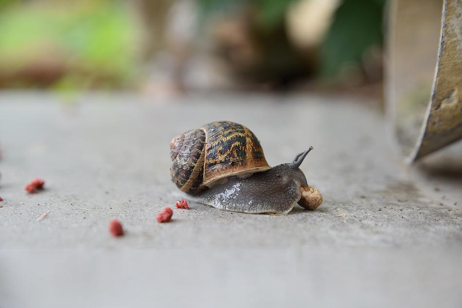 Nature Little Animal