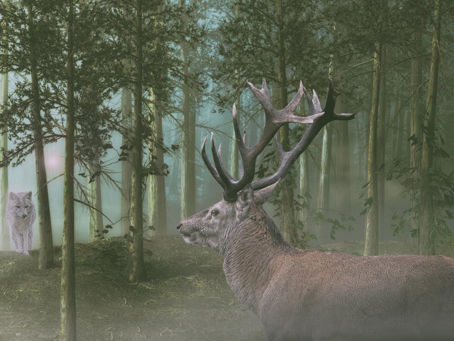 Hirsch Wolf Forest