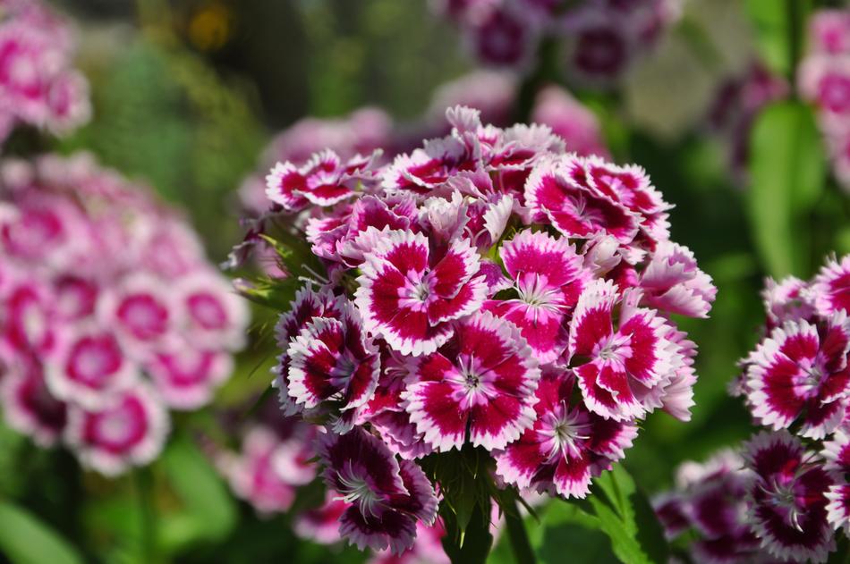 Flower Nature Beautiful