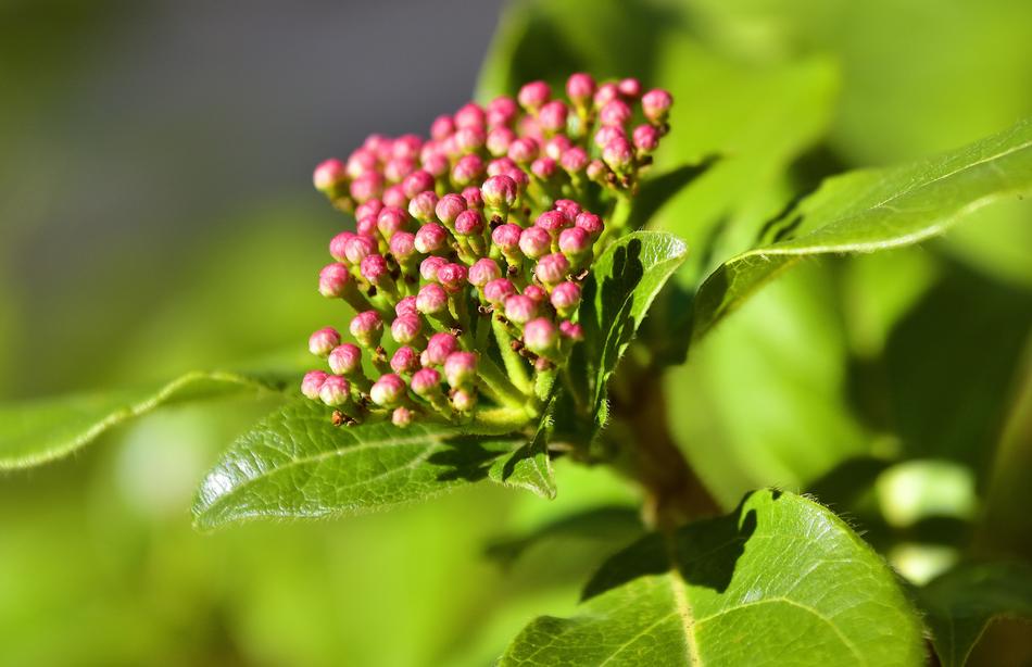 a flower on a tree