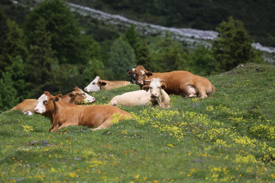 Grass Meadow Nature