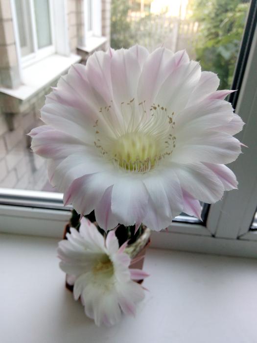 Flower Plant