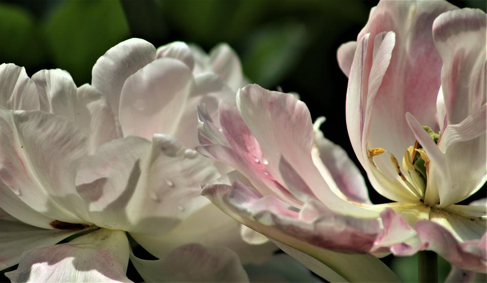 Flower Flora Nature