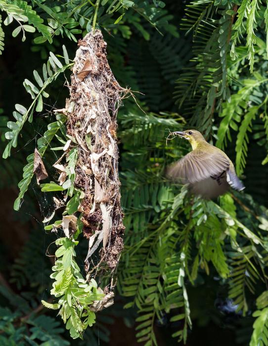 Nature Bird