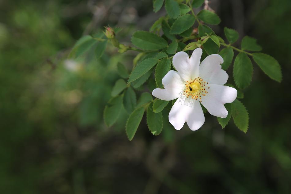Rosehip Flower Nature