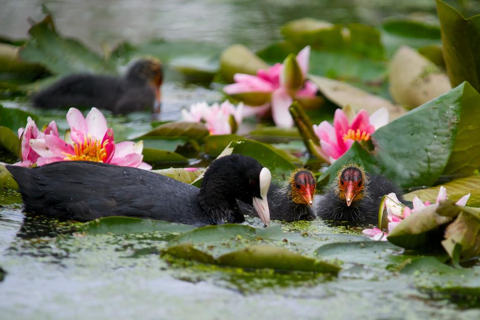 Pool Flower Nature