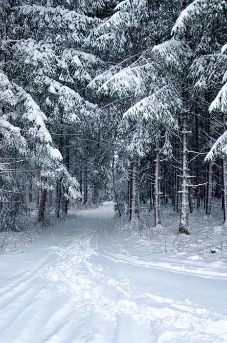 snowy weather in the forest