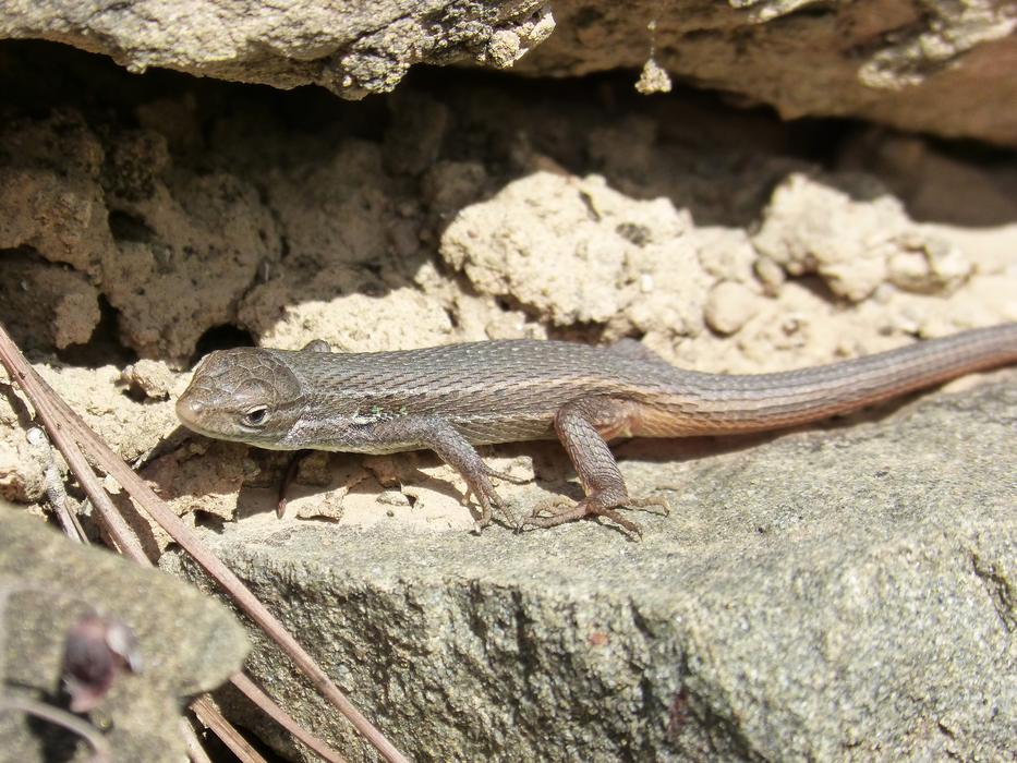 Sargantana Nature Lizard