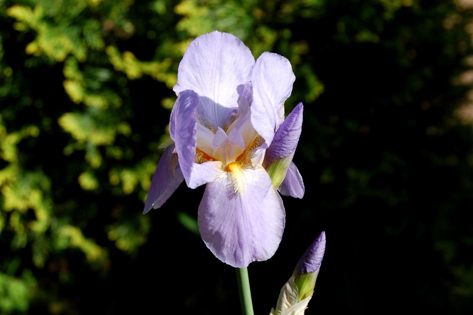 flower purple plant landscape