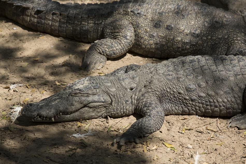 Reptile Fauna Nature