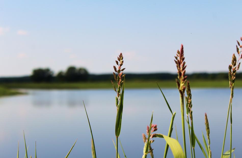 Grass Lake Pond