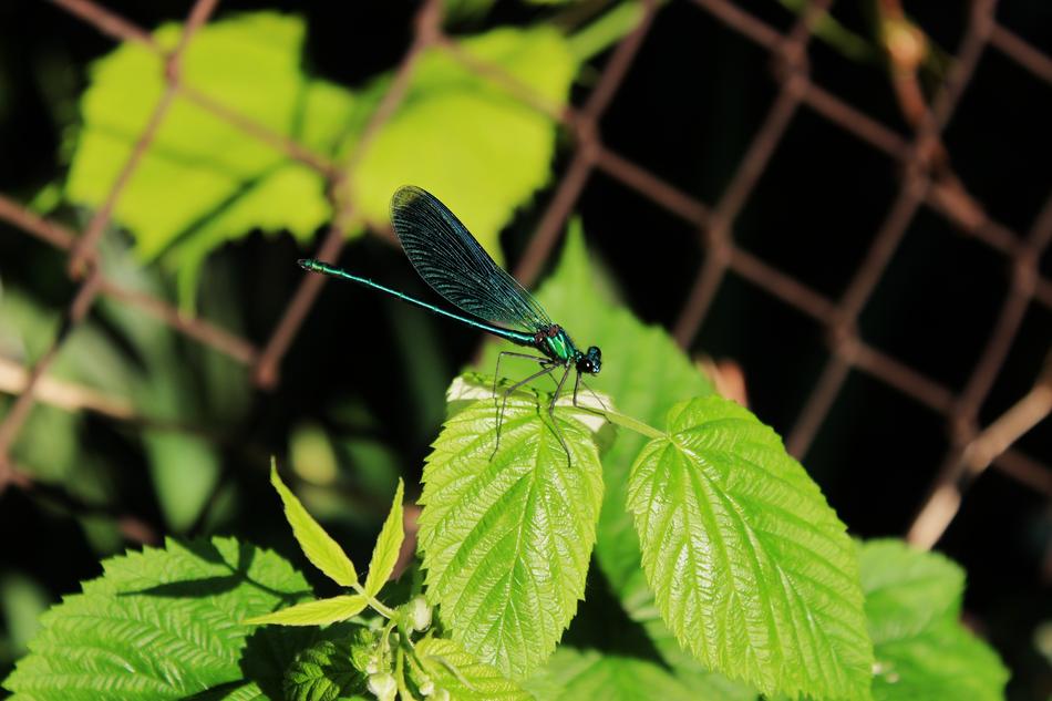 Wazka Insect Dragonflies