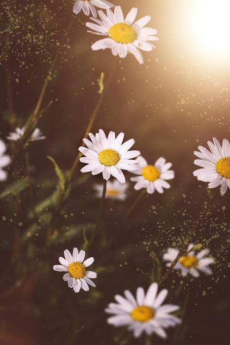 Daisies Flowers White