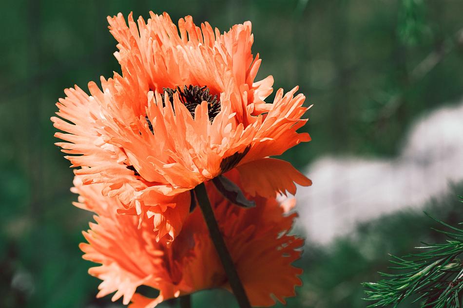 Poppy Flower Red