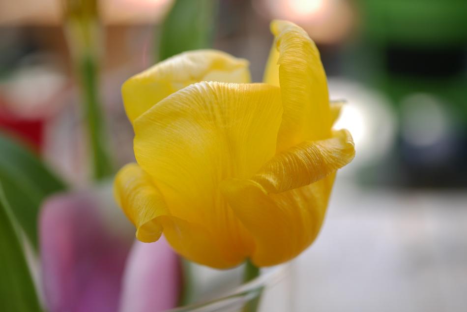 Flower Close Up Yellow