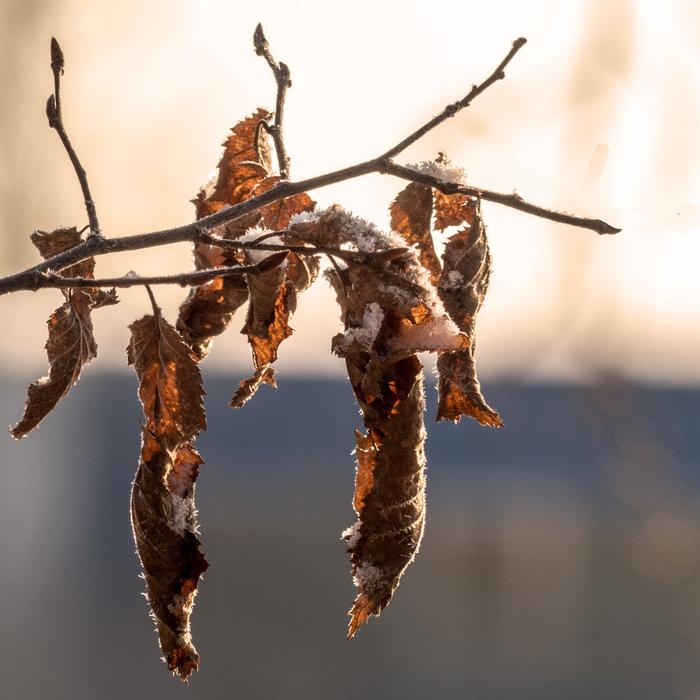 Nature Winter Frost