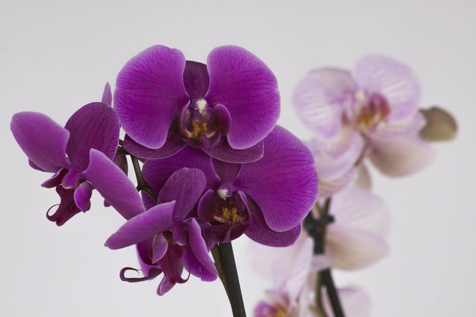 Orchid Phalaenopsis Blossom