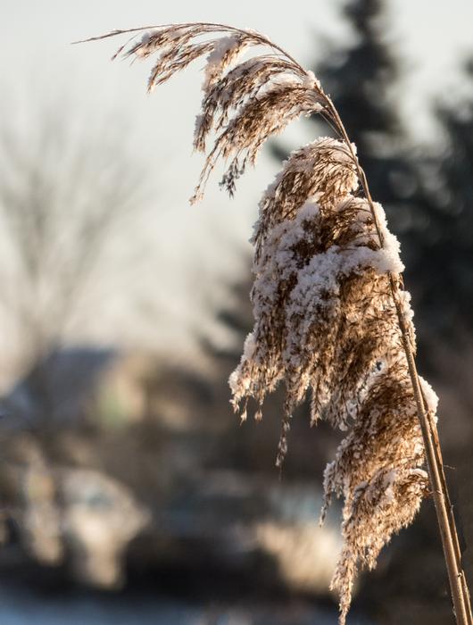 Nature Winter Snow