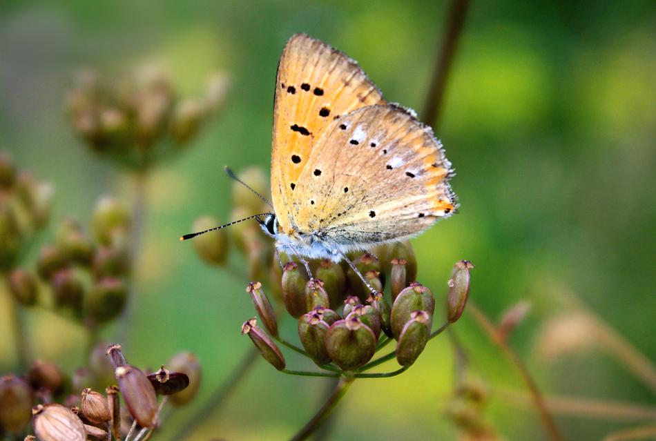 Butterfly Nature