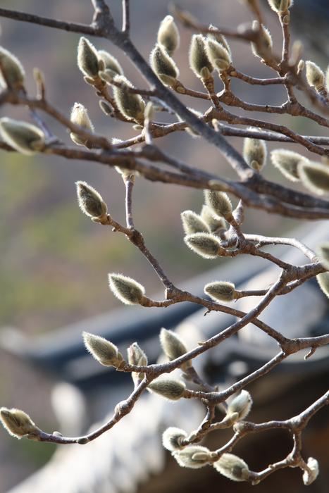 Nature Outdoors Spring