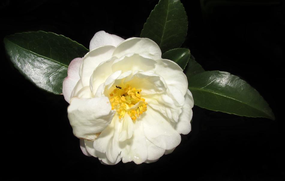 Camellia White Flower