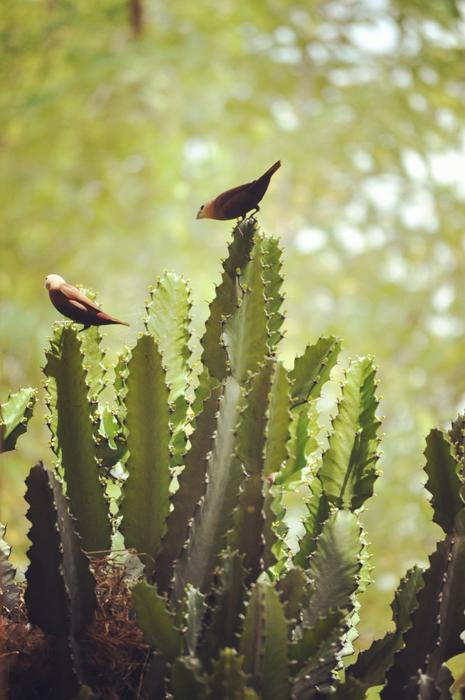 Cactus Nature Flora