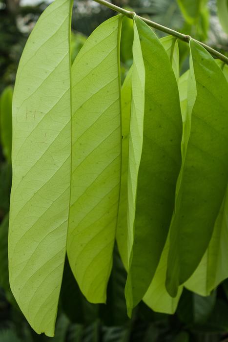 Leaf Plant Growth