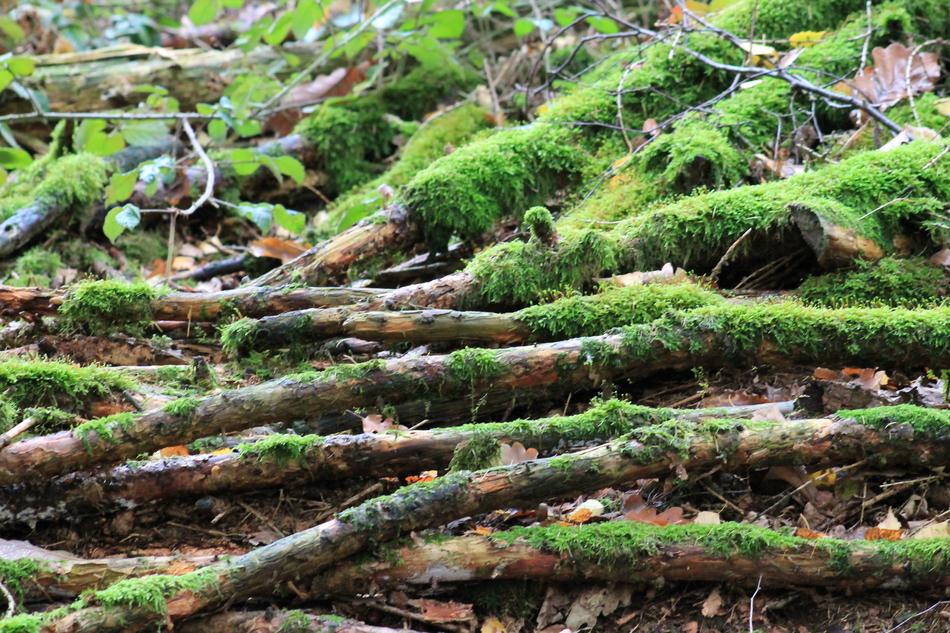 Nature Tree Moss