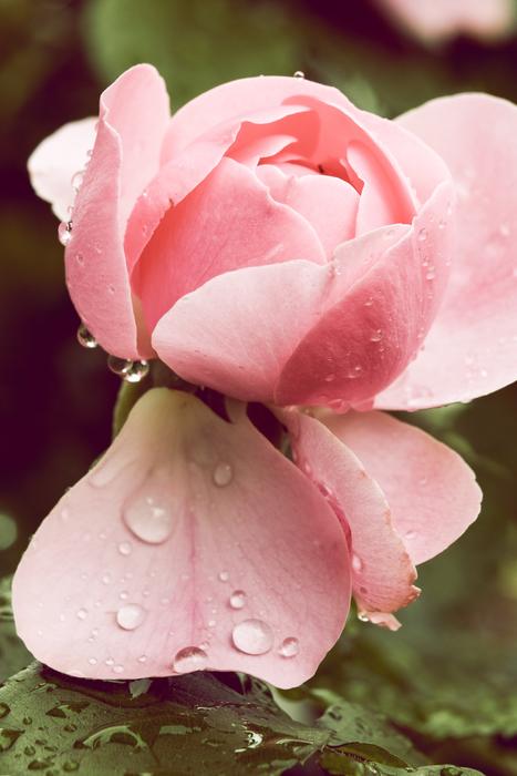 Rose Rain Raindrop