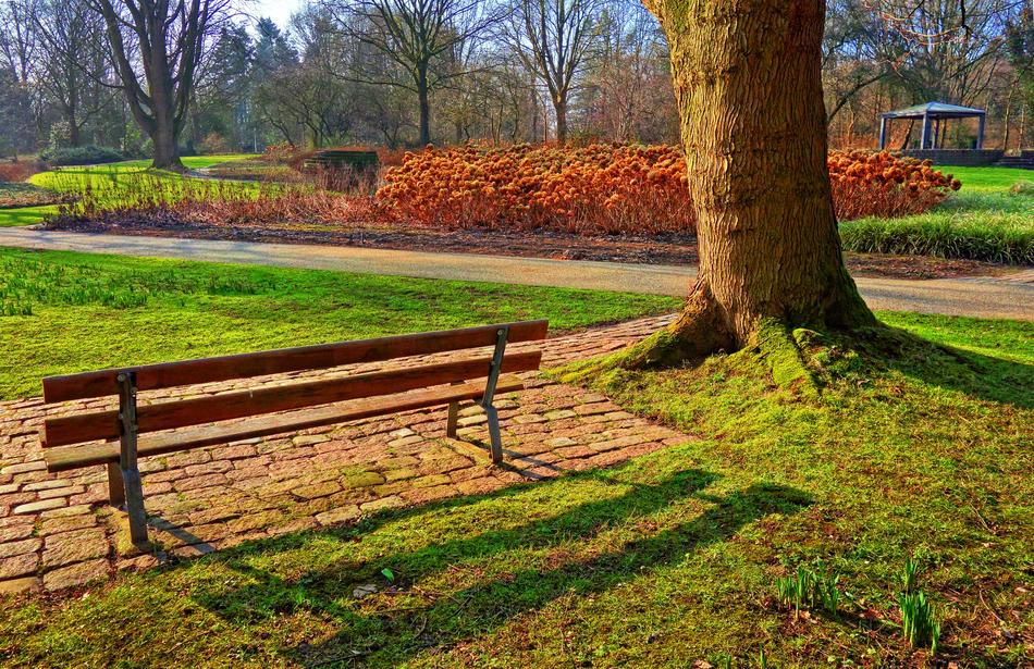 Bench Tree Grass