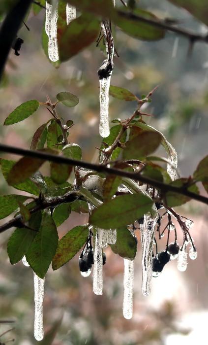 Tree Stalactites Nature